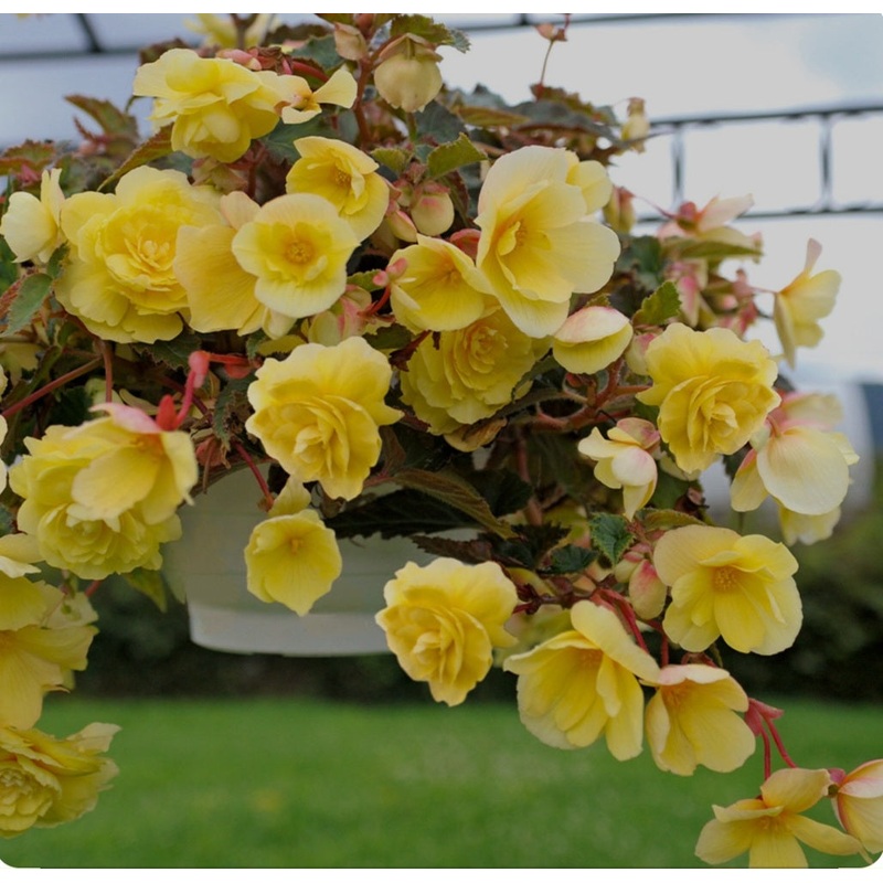 Begonia Illumination Lemon (Trailing Habit) – 10.5cm pot