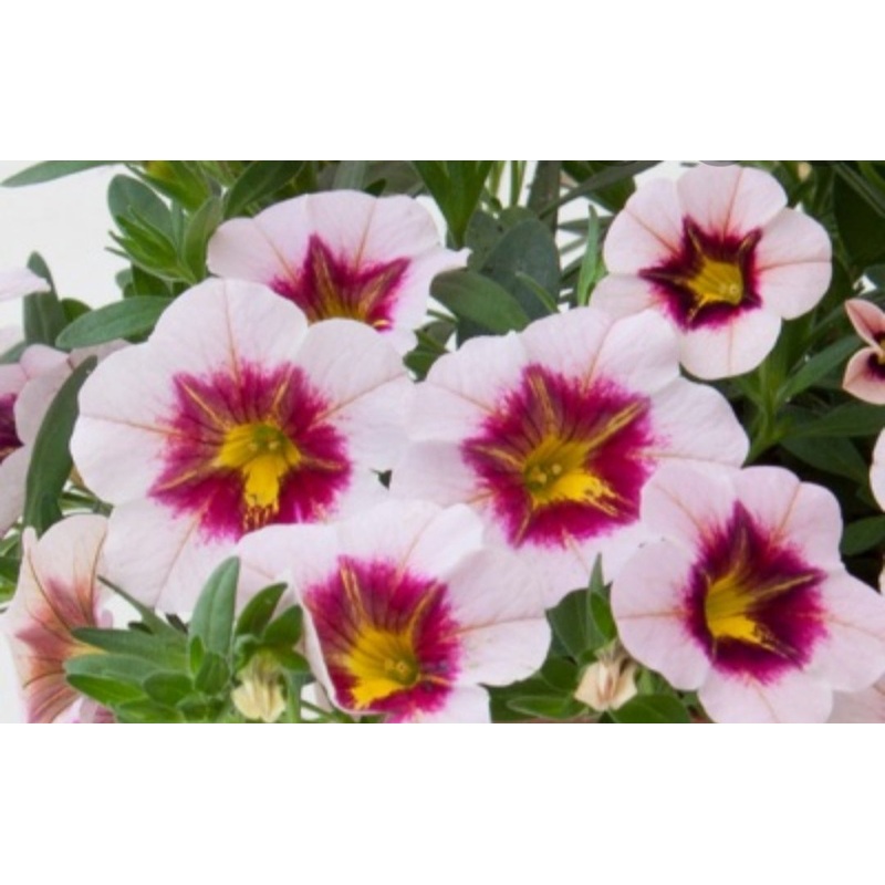 Calibrachoa (Million Bells) Calita Compact Pink Red Eye – 10.5cm Pot