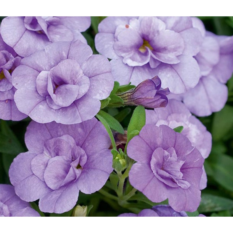 Calibrachoa (Million Bells) Calita Double Blue Bicolor