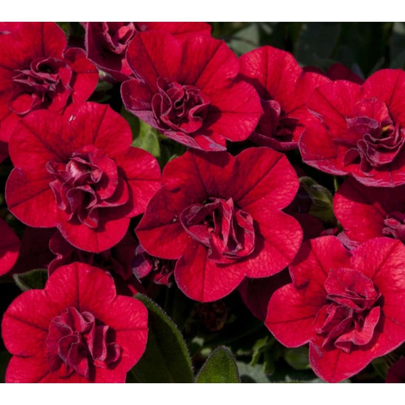 Calibrachoa (Million Bells) Calita Double Red – 10.5cm Pot