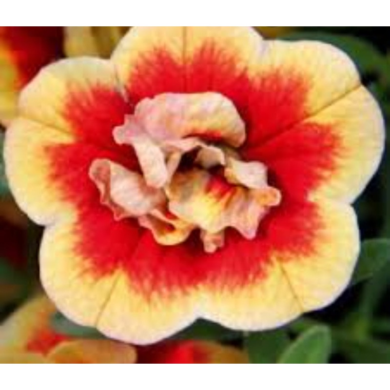Calibrachoa (Million Bells) Calita Double Sunset Bicolor – 10.5cm Pot