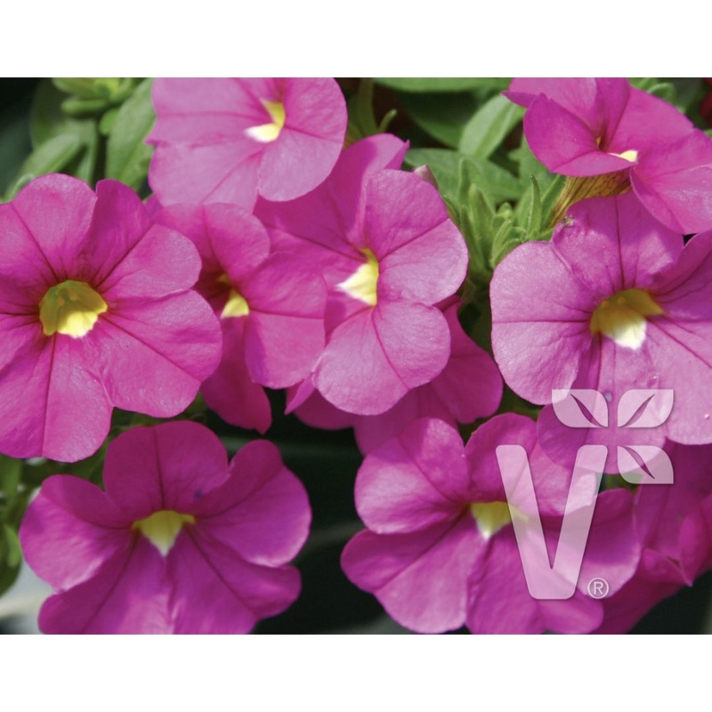 Calibrachoa (Million Bells) Calita Pink – 10.5cm Pot