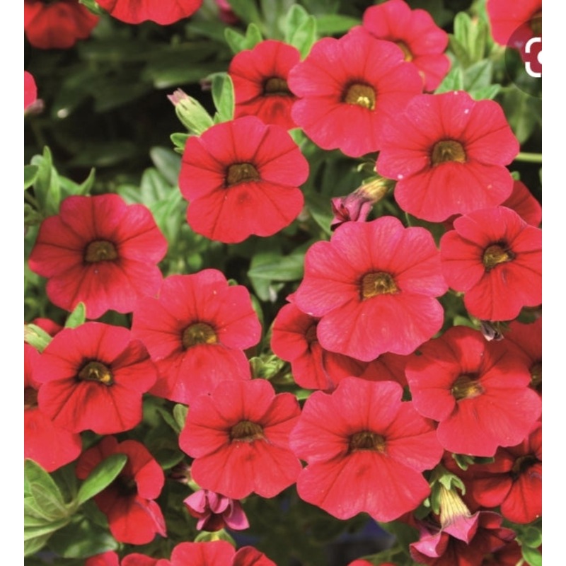 Calibrachoa (Million Bells) Calita Red – 10.5cm Pot