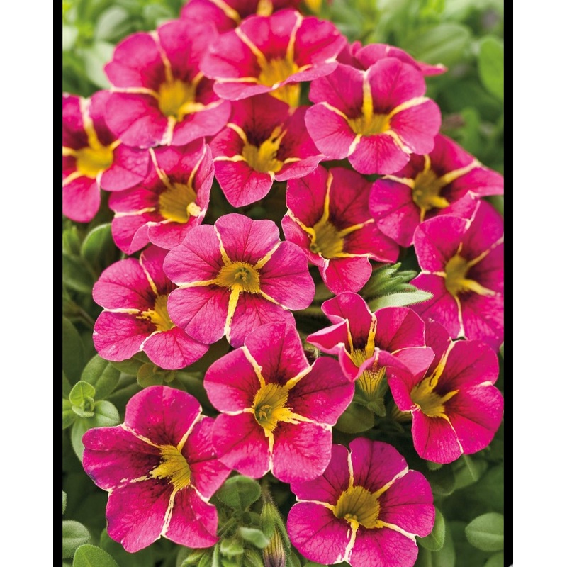 Calibrachoa (Million Bells) Calita Special Cherry Star – 10.5cm Pot