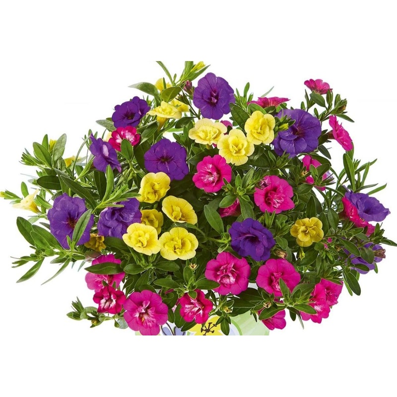 Calibrachoa (Million Bells) Double Trio Blue-Rosy-Sun – 1 Litre Pot