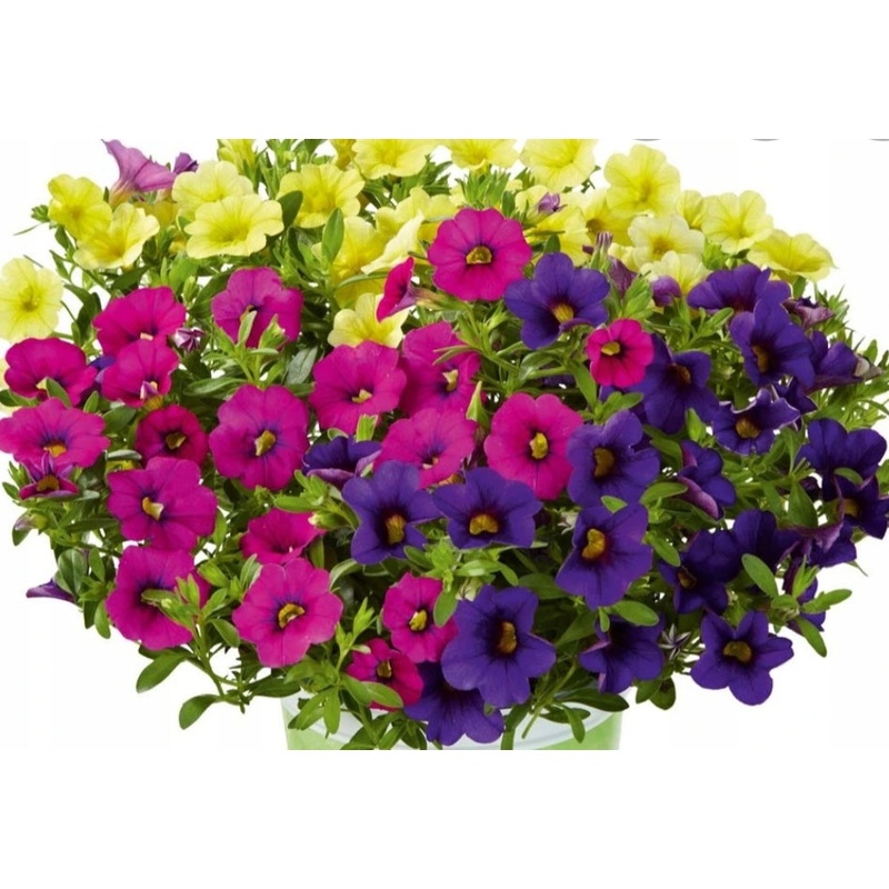 Calibrachoa (Million Bells) Trio Deep Yellow-Pink-Dark Blue – 1 Litre Pot