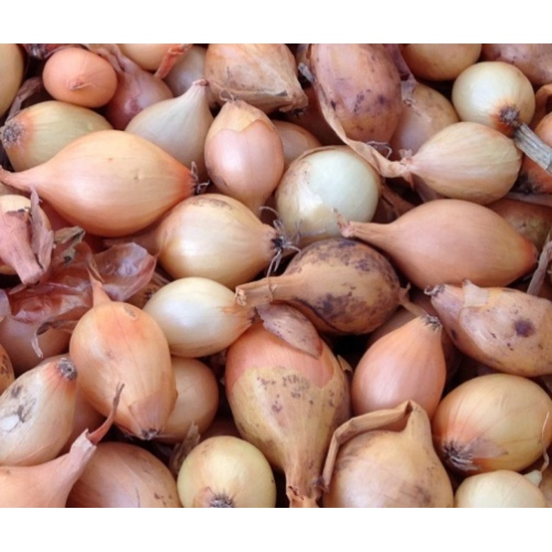 Centurion Onion Sets – 50 Sets