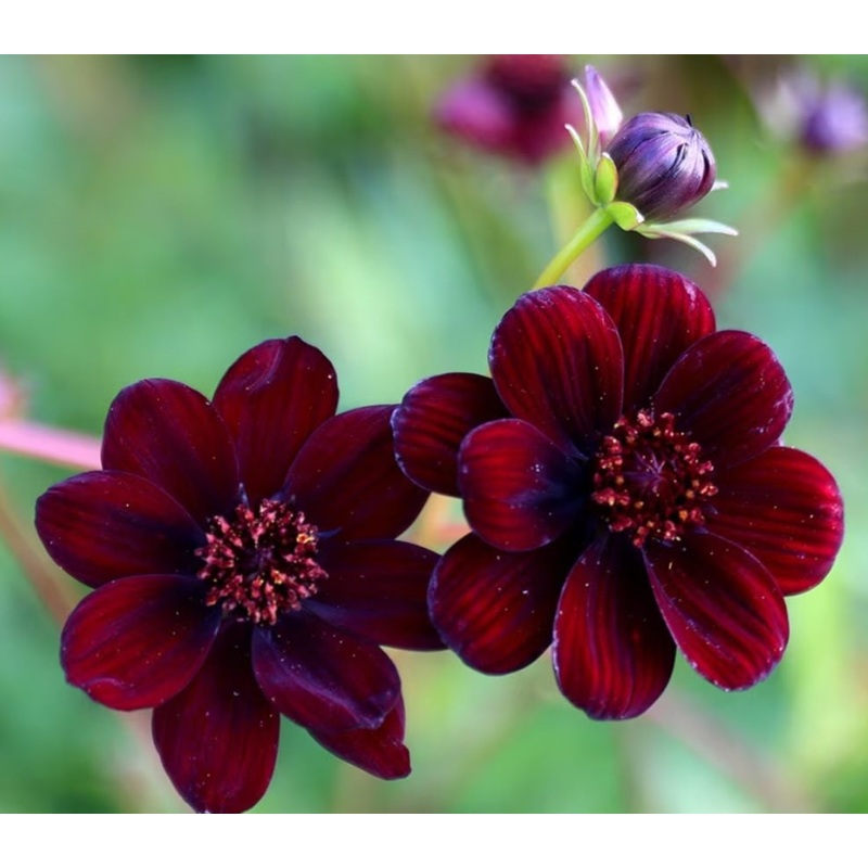 Cosmos Chocolate – 1 Litre Pot