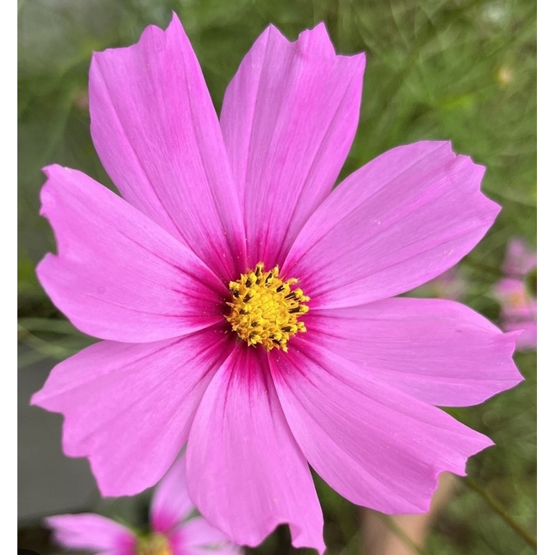Cosmos Pink – 10.5cm Pot