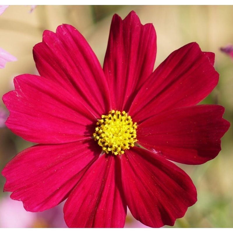 Cosmos Red – 10.5cm Pot