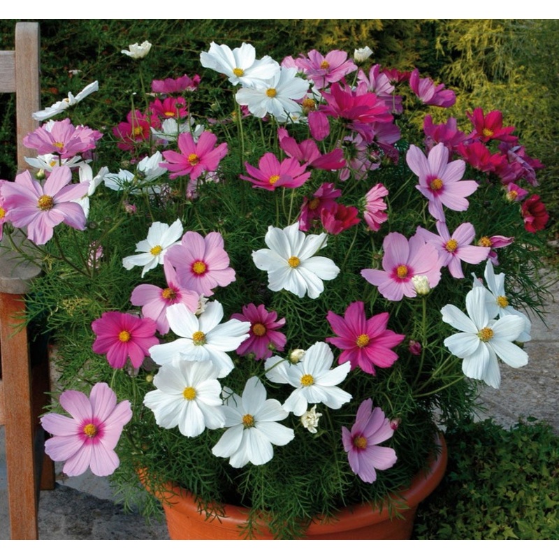 Cosmos Sonata Mixed – 10.5cm Pot