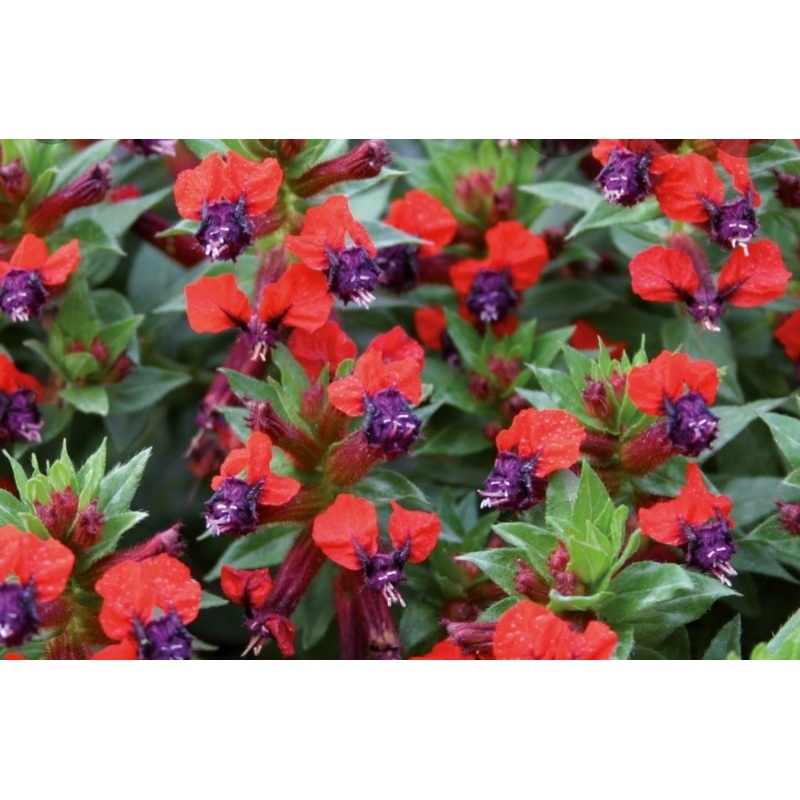 Cuphea Llavea Tiny Mice – 10.5cm Pot