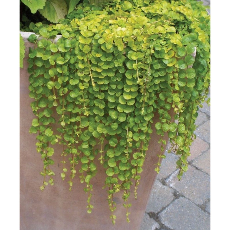 Dichondra Emerald Falls – 10.5cm Pot