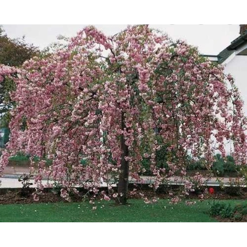 Flowering Cherry Tree – Prunus Kiku-shidare-zakura (Cheal’s Weeping Cherry) – 10 Litre Pot