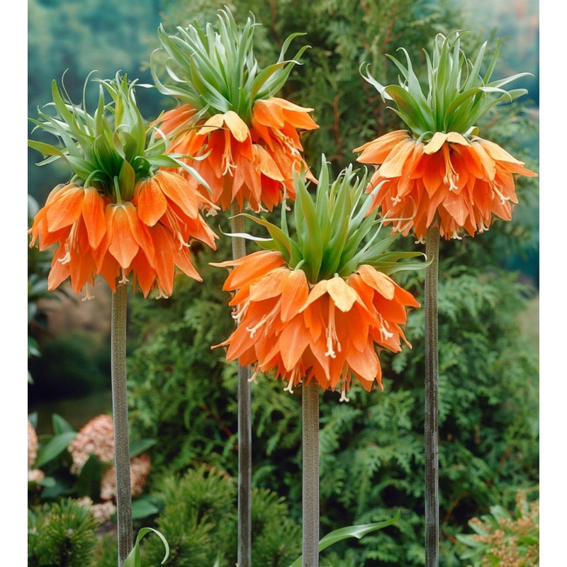 Fritillaria Aurora – 2 Litre Pot