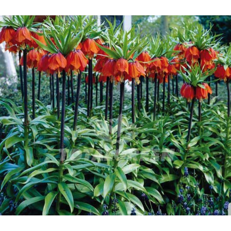 Fritillaria ‘Rubra Maxima’ – 2 Litre Pot
