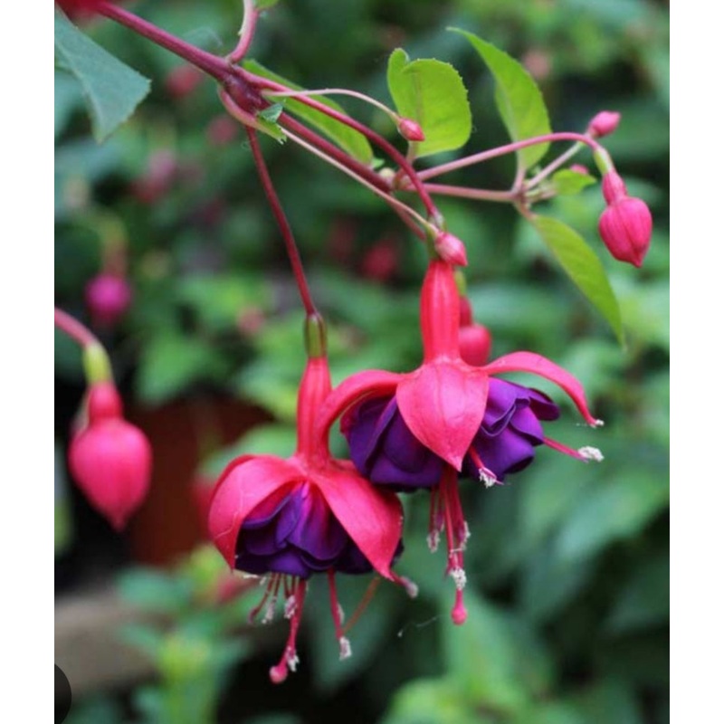 Fuchsia Dollarprinzessin (Upright) – 10.5cm Pot
