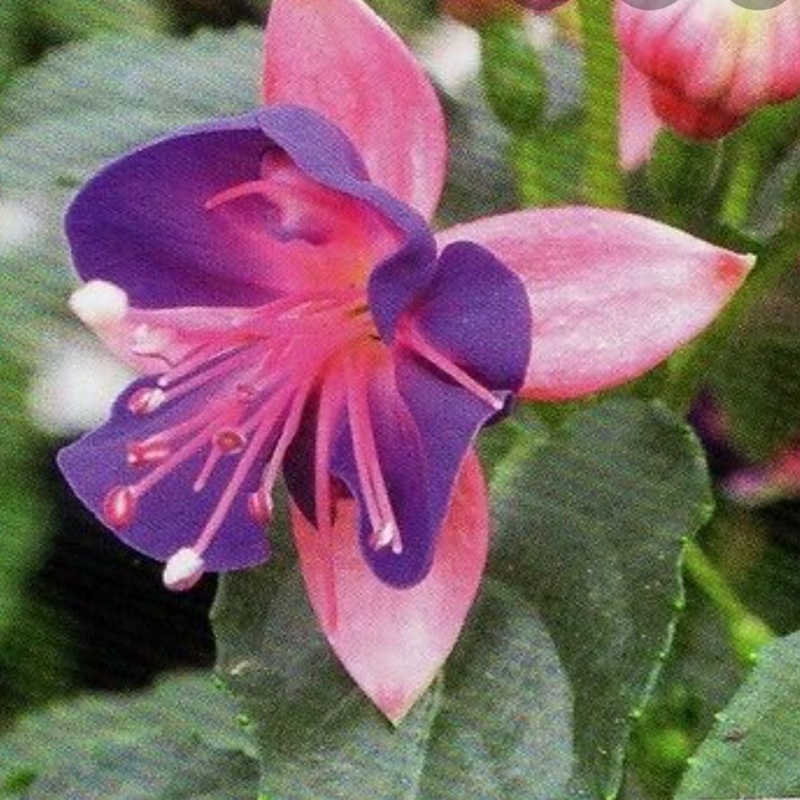 Fuchsia Fuchsita Pink-Blue (Upright + Compact Habit) – 10.5cm Pot
