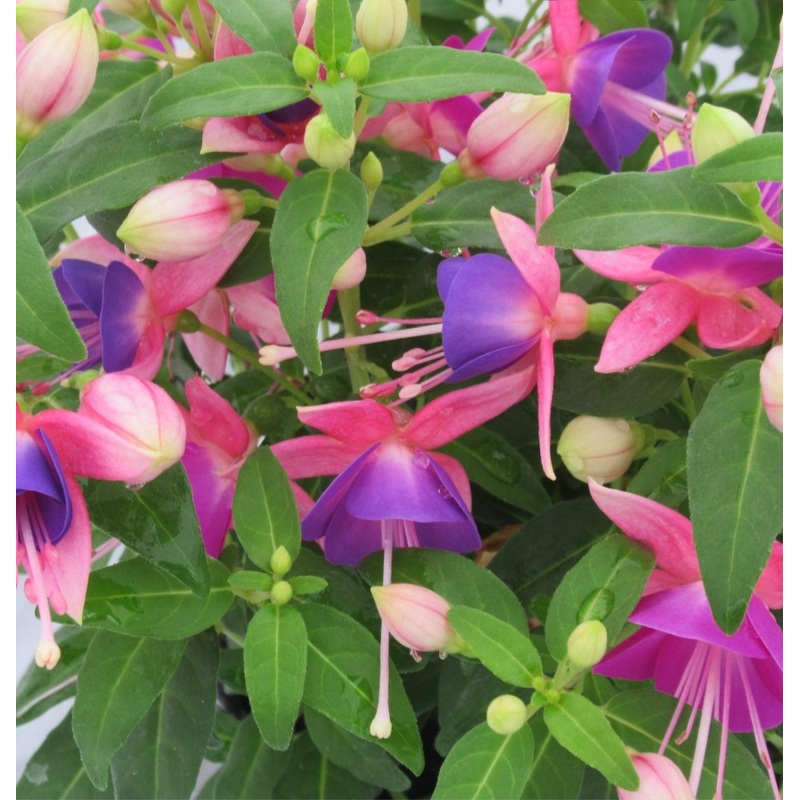 Fuchsia Fuchsita Pink-Violet (Upright + Compact Habit) – 10.5cm Pot