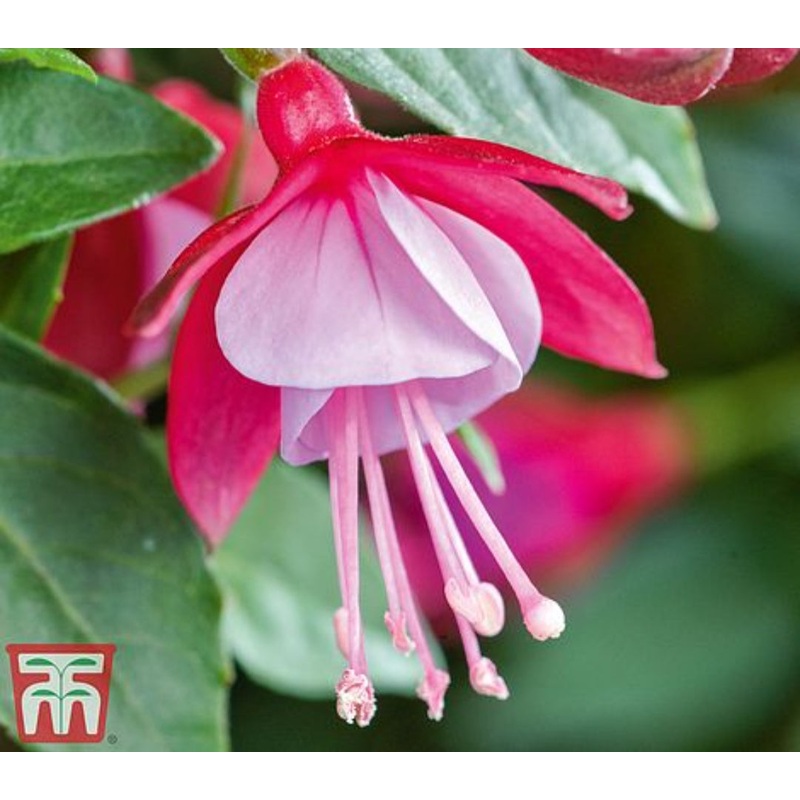 Fuchsia Fuchsita Red-Lavender (Upright + Compact Habit) – 10.5cm Pot