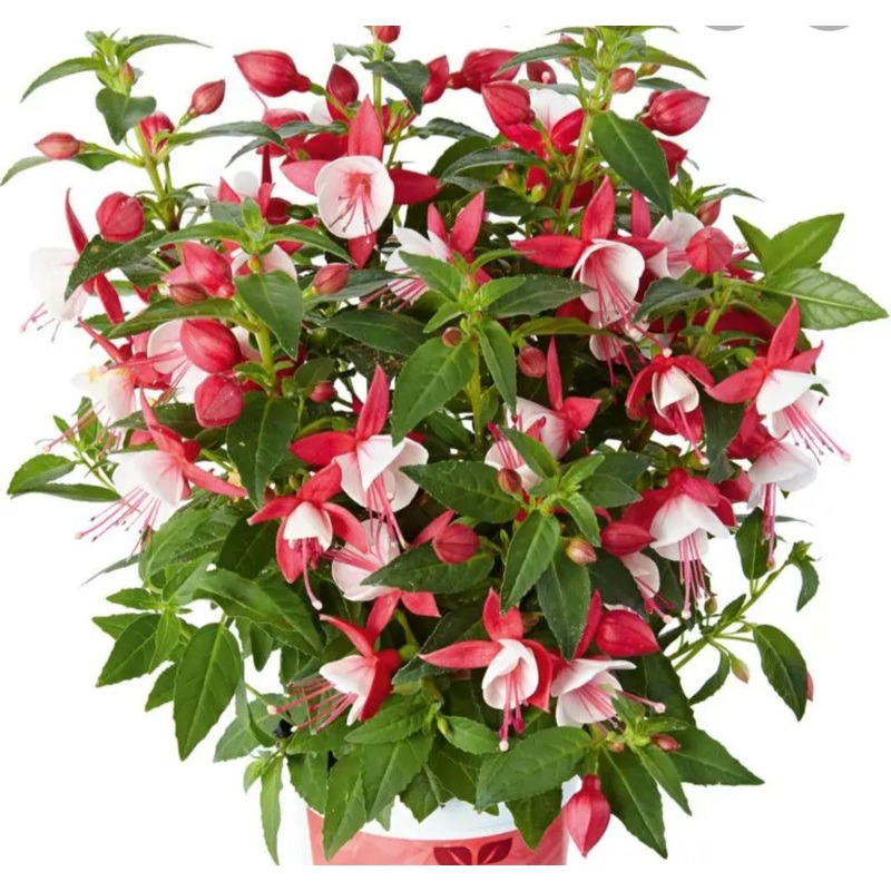 Fuchsia Fuchsita XL Deep Rose-White (Upright + Compact Habit) – 10.5cm Pot
