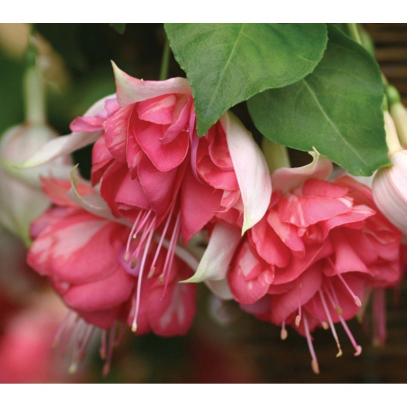 Fuchsia Peachy ( Trailing Habit) – 10.5cm Pot