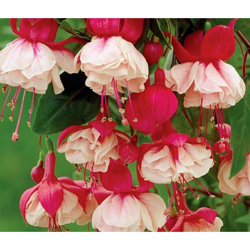 Fuchsia Swingtime (Trailing) – 10.5cm Pot