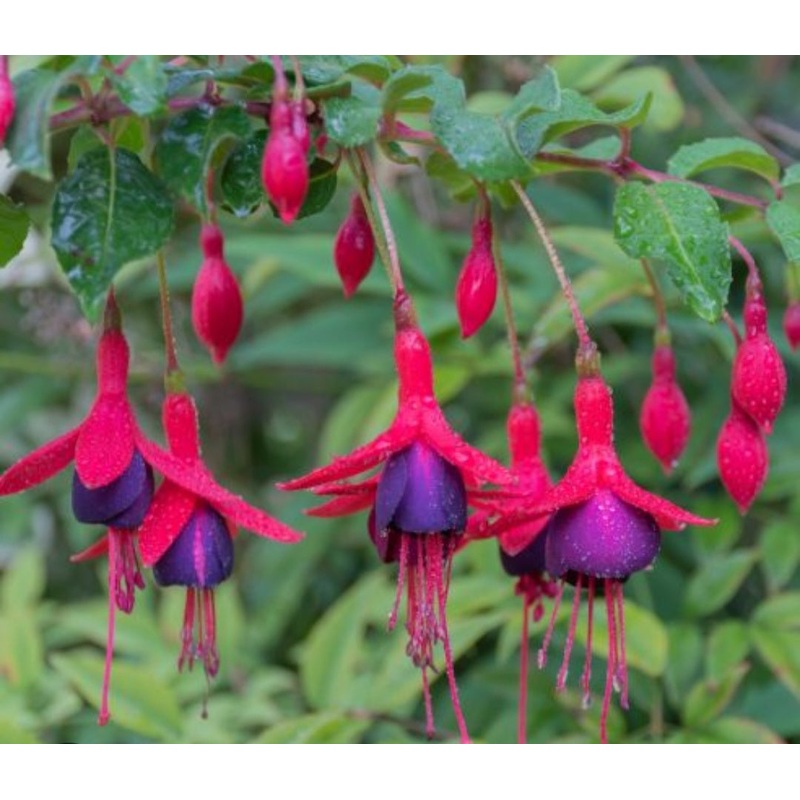 Fuchsia Tom Thumb (Upright + Hardy Habit) – 10.5cm Pot