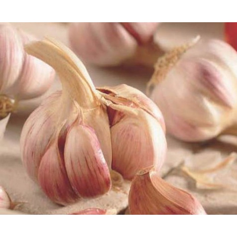 Garlic – Germidour – 2 pieces
