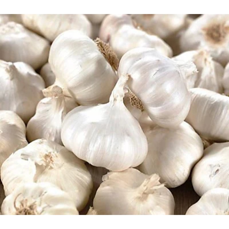Garlic – White Casablanca – 2 pieces