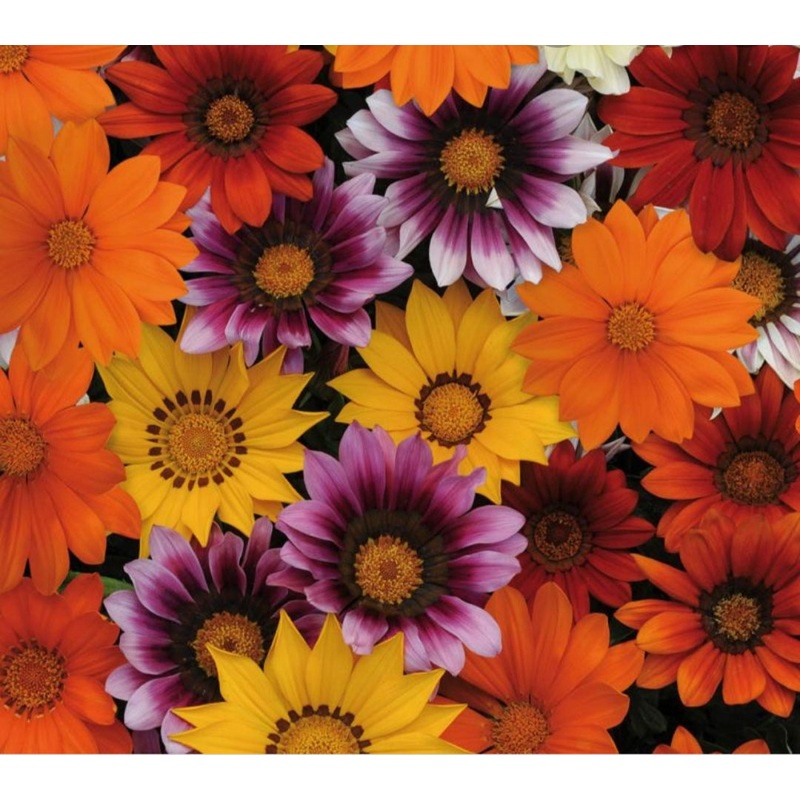 Gazania Siesta  – 10.5cm Pot
