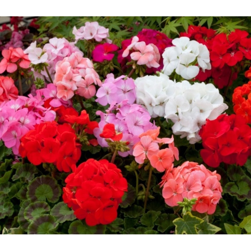 Geranium Horizon Mix – 10.5cm