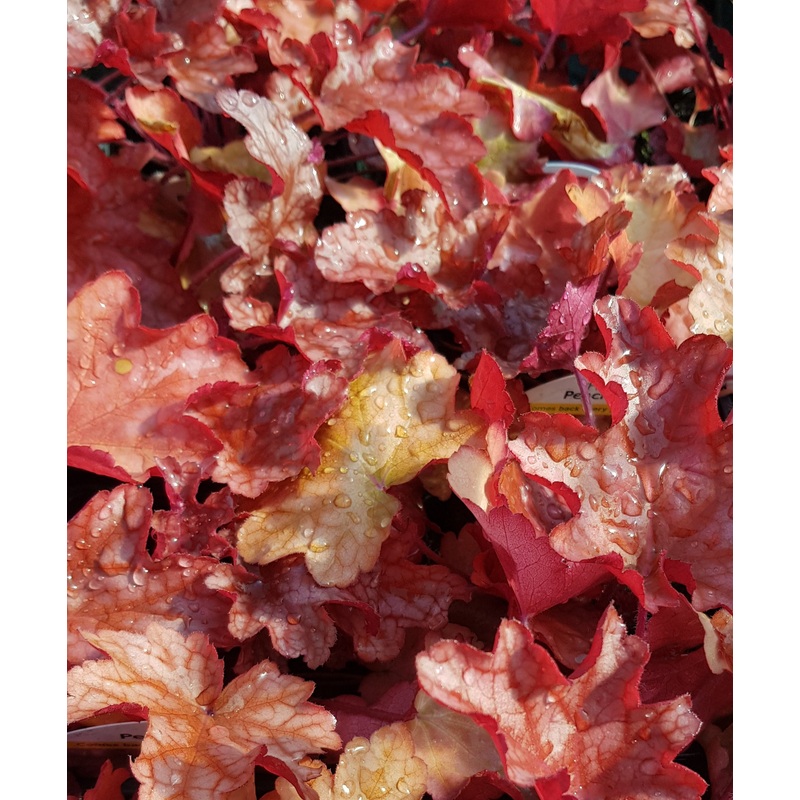 Heuchera Peach Flambe – 2 Litre Plant