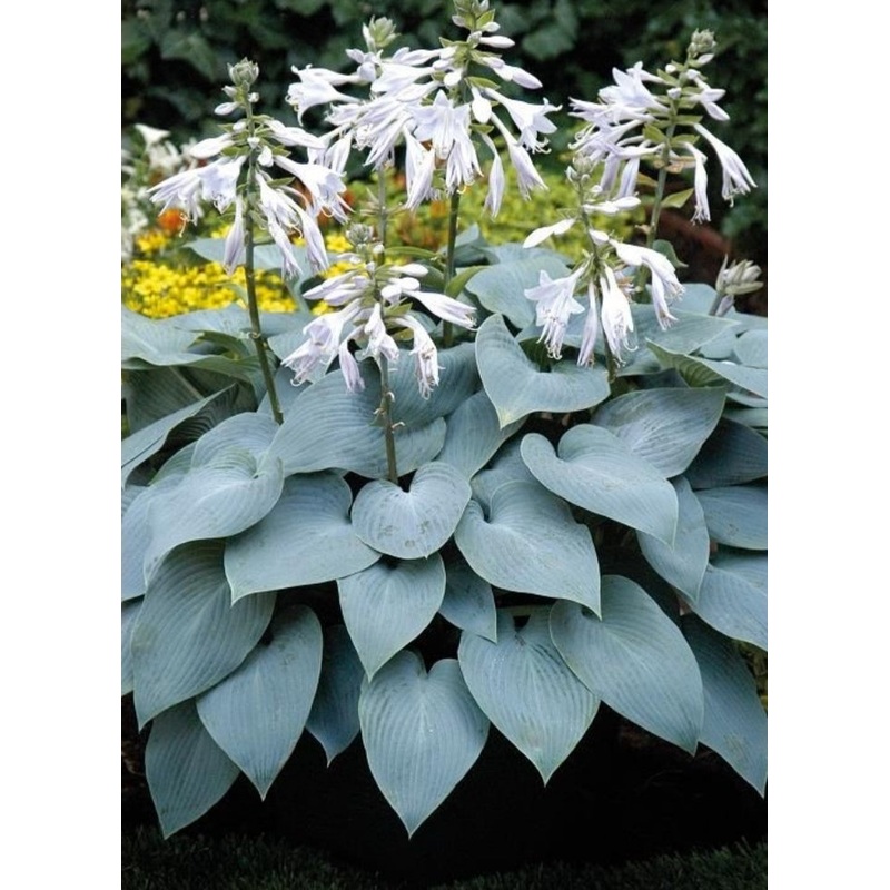Hosta Bulletproof (Size – Medium) – 2 Litre Pot
