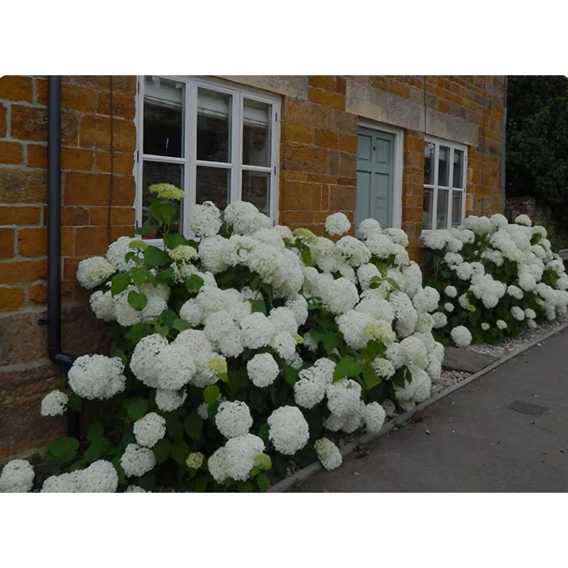 Hydrangea Annabelle – 5 Litre Pot