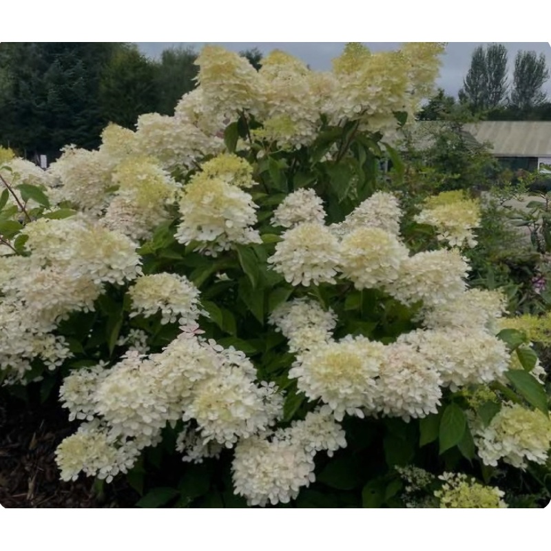 Hydrangea paniculata Grandiflora – 5 Litre Pot