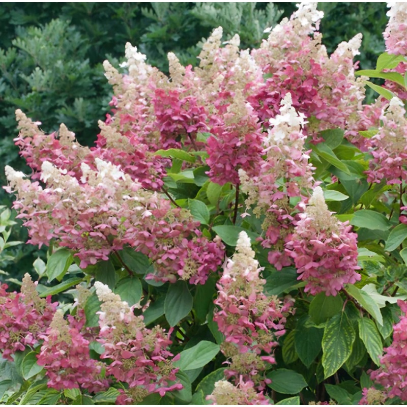 Hydrangea paniculata Magical Candle – 5 Litre Pot