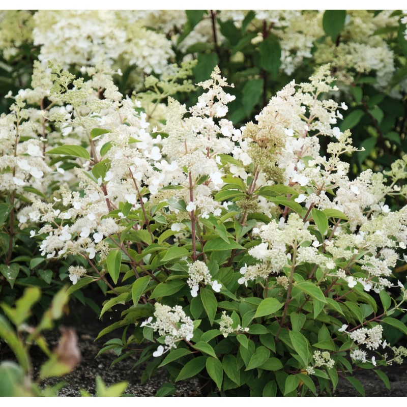 Hydrangea paniculata Magical Himalaya – 5 Litre Pot