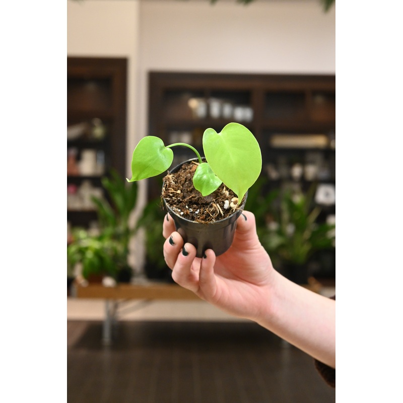 Monstera Lemon Lime