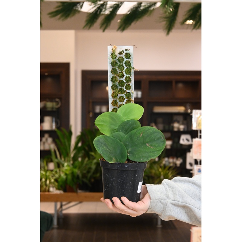 Monstera Tenuis|4″ w/pole
