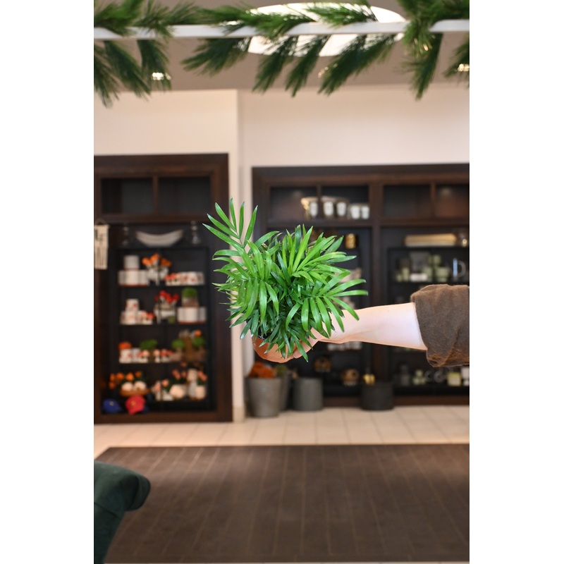 Neanthe Bella Palm|4″|10″