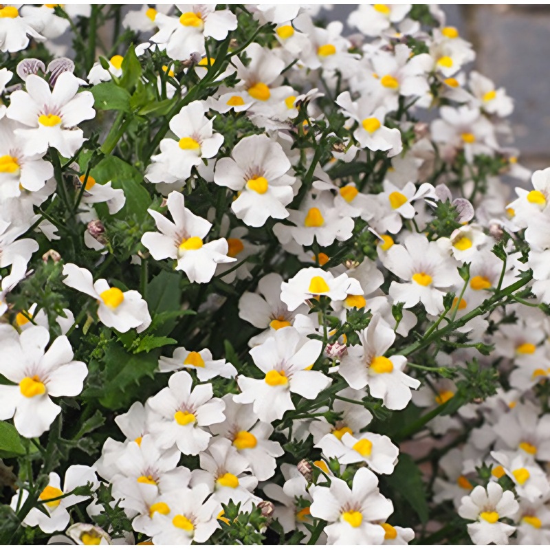 Nemesia Lyric White – 10.5cm Pot
