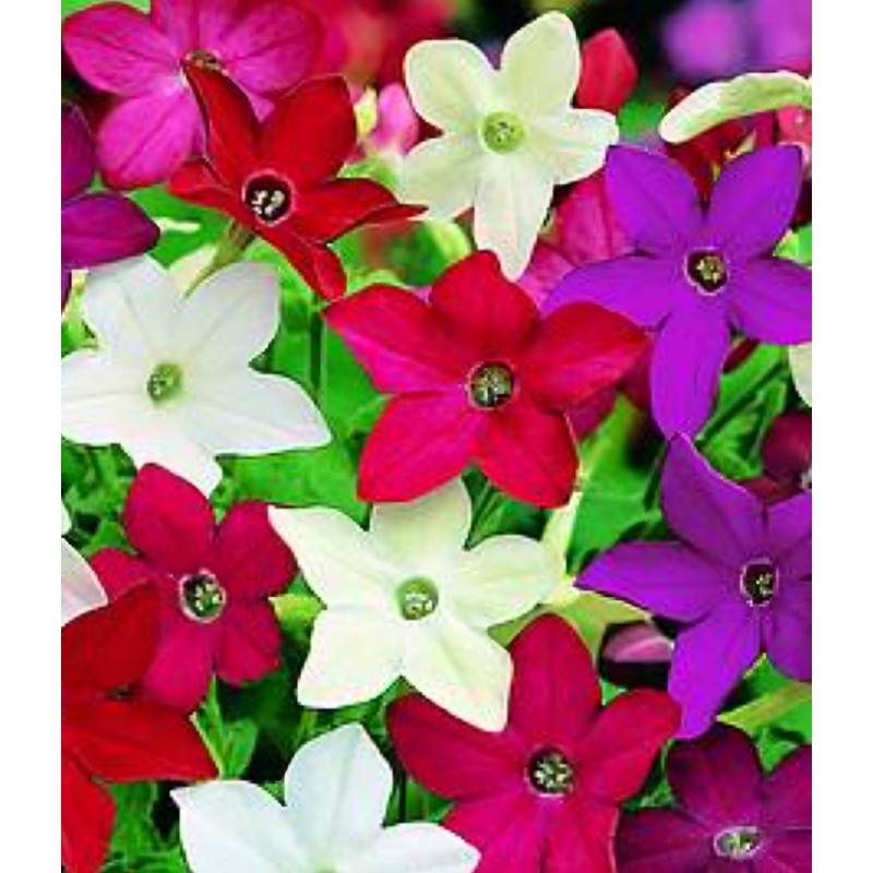 Nicotiana Mixed – 10.5cm Pot