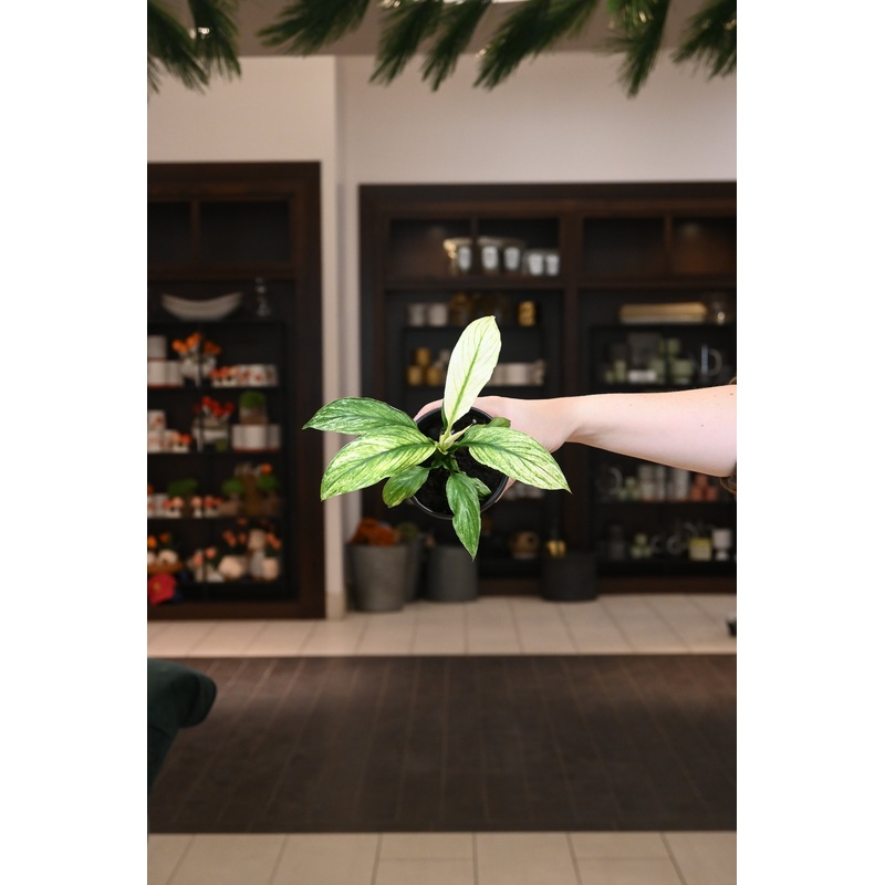 Peace Lily ‘Kochii’|4″