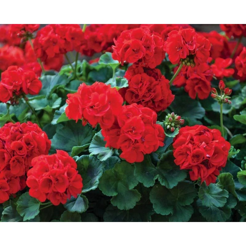 Pelargonium Grandeur Classic Red (Upright Habit) – 10.5cm Pot