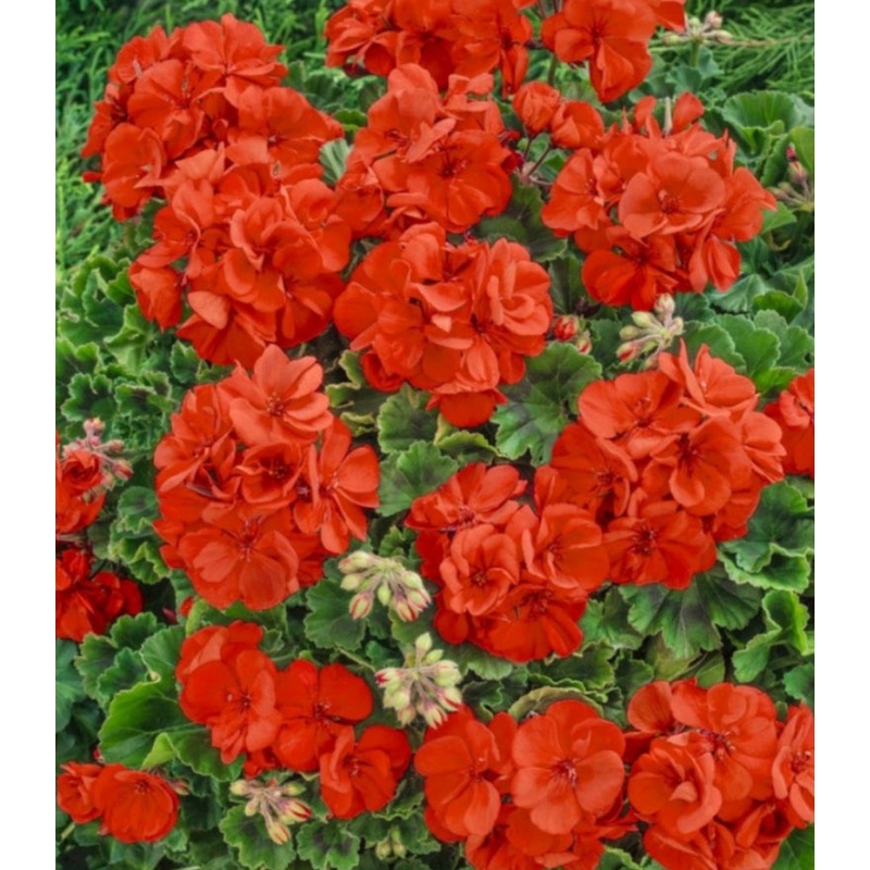 Pelargonium Grandeur Pure Orange (Upright Habit) – 10.5cm Pot