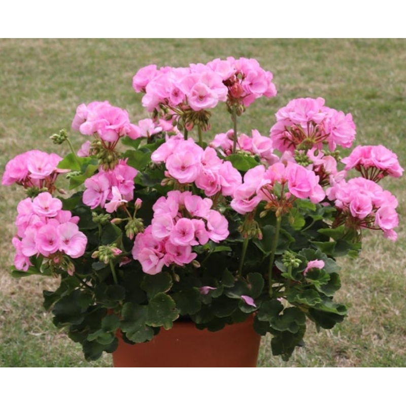 Pelargonium Grandeur Pure Pink (Upright Habit) – 10.5cm Pot