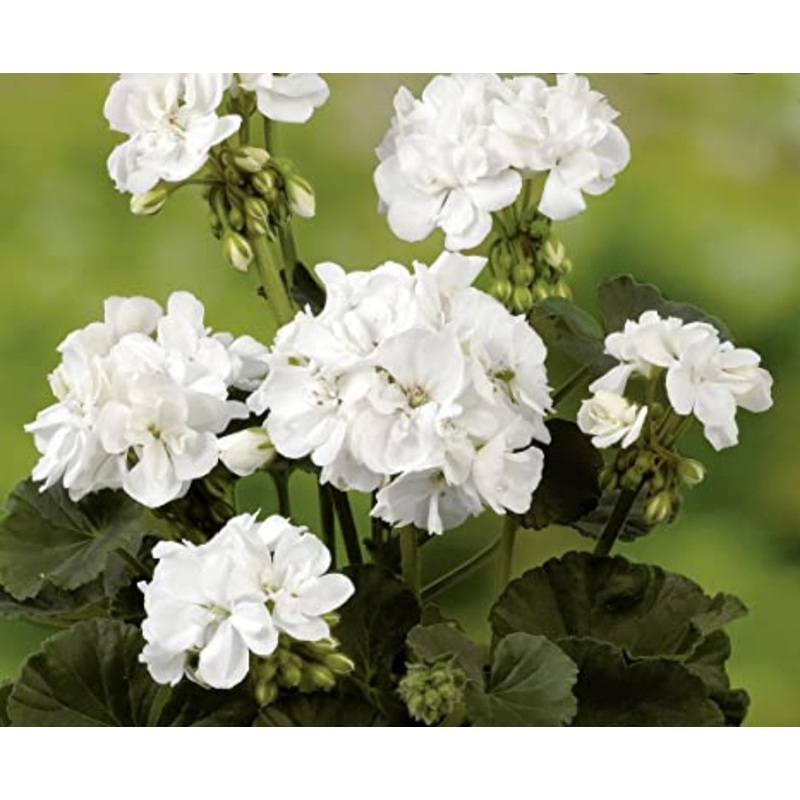 Pelargonium Grandeur Pure White (Upright Habit) – 10.5cm Pot