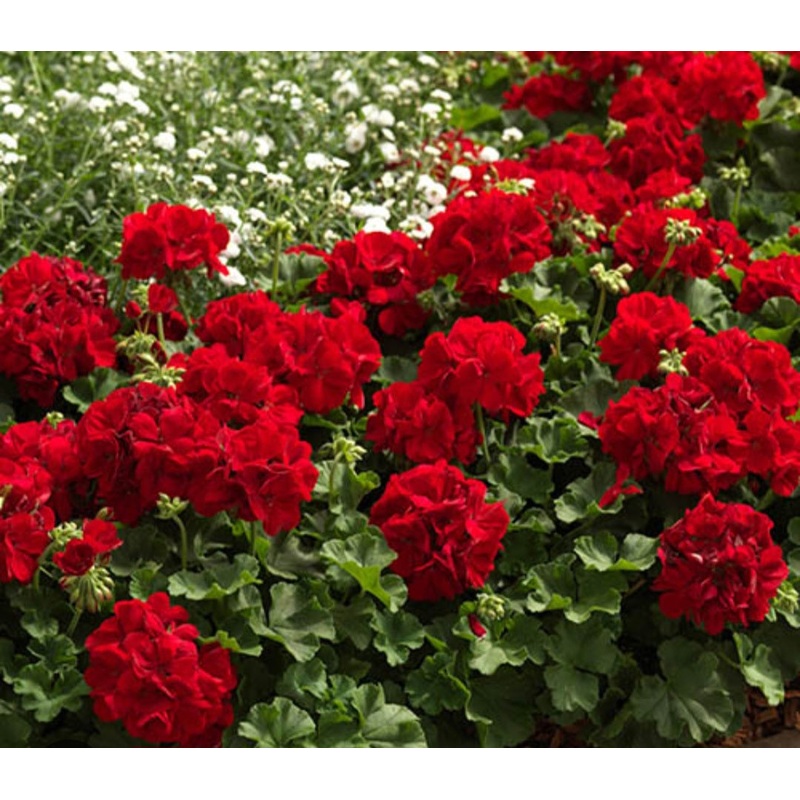 Pelargonium Summer Lovers Dark Red – 10.5cm Pot
