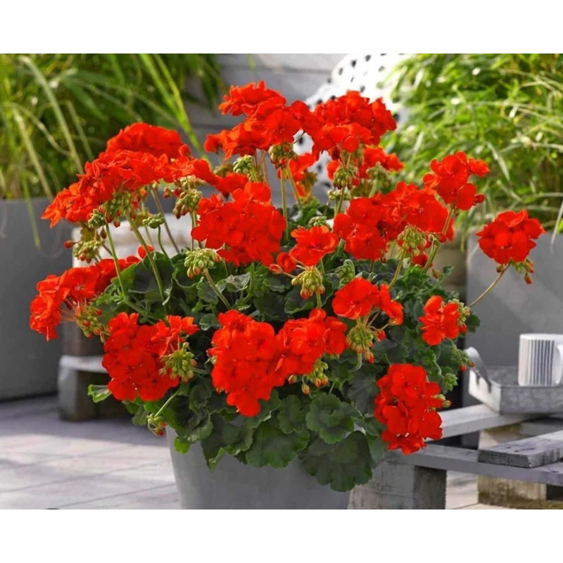 Pelargonium Summer Lovers Deep Orange Eye – 10.5cm Pot